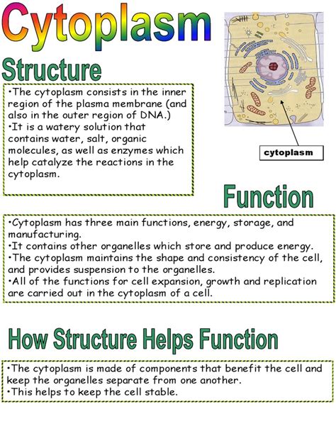 What Is The Function Of A Cytoplasm In A Cell Functions : Functions and ...