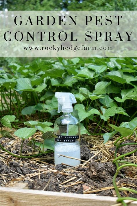 Organic pest control garden spray recipe – Artofit