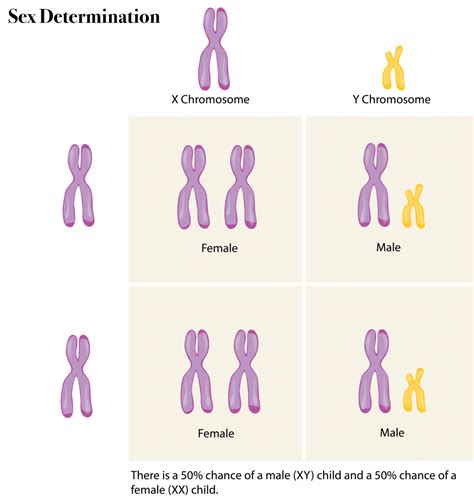 Human Genome Chromosomes | Hot Sex Picture