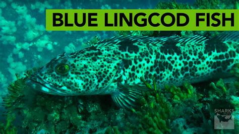 What Makes The Meat Of A Lingcod Fish Blue In Color? – sharksinfo.com