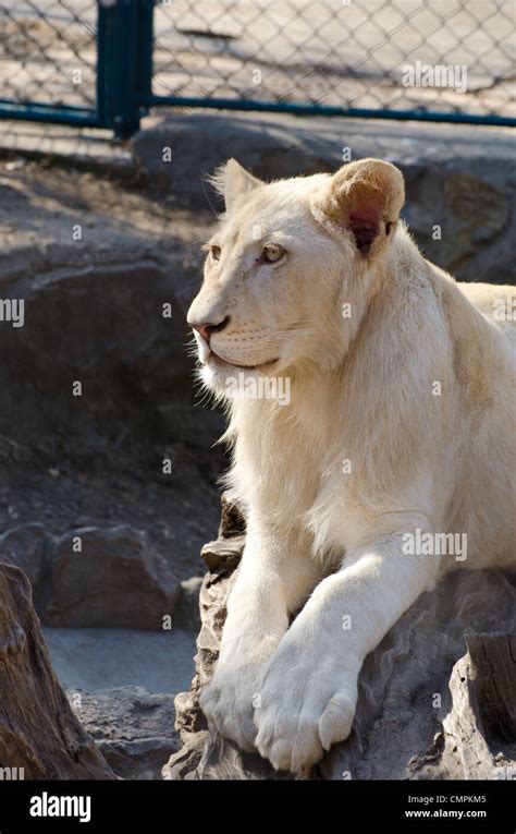 White lion cub portrait Stock Photo - Alamy