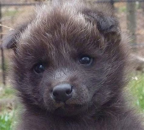 Maned Wolf Puppies - Baby Animal Zoo