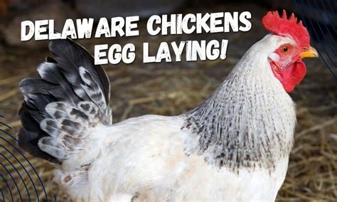 Delaware Chickens Egg Laying Master Guide