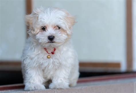 Maltese Poodle Mix – The Ultimate Guide to the Mighty Maltipoo | All ...