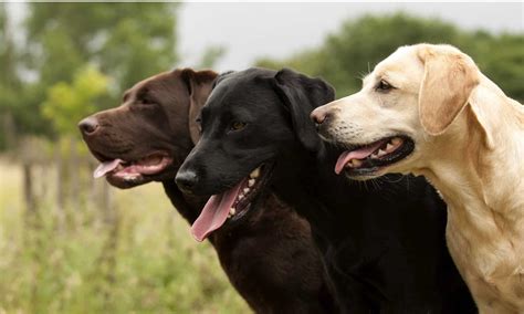 Labrador Retriever - A-Z Animals