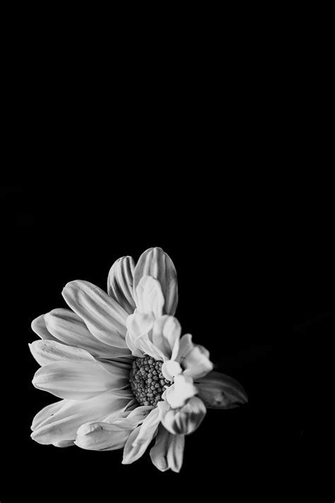 Flower Images Black And White Background | Best Flower Site