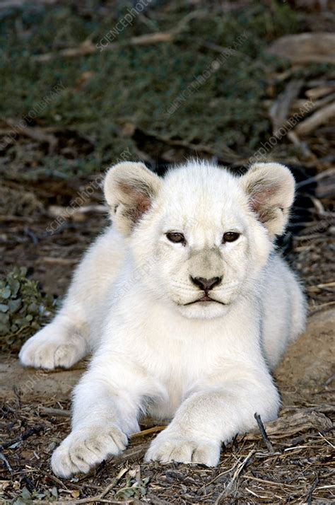 White lion cub - Stock Image - Z934/0720 - Science Photo Library