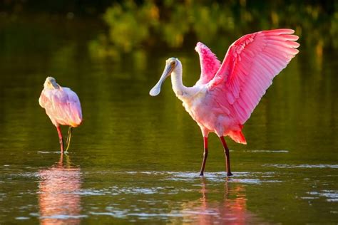 15 Stunning Photos of Naturally Pink Animals | Reader's Digest