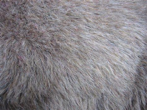 Free Fur texture Stock Photo - FreeImages.com