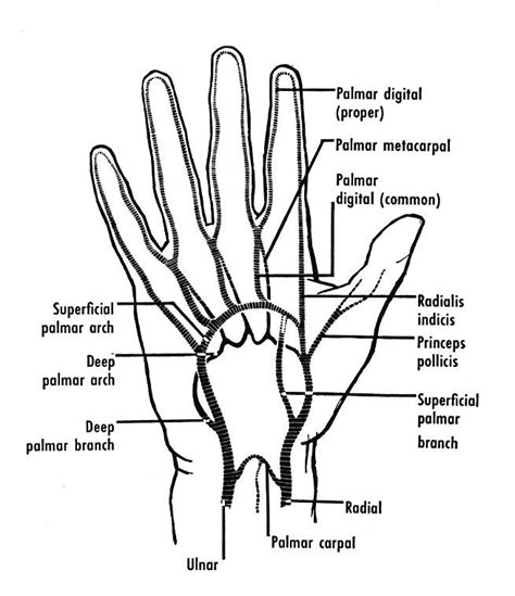 The arteries of the front of the hand. The superficial palmar arch is ...