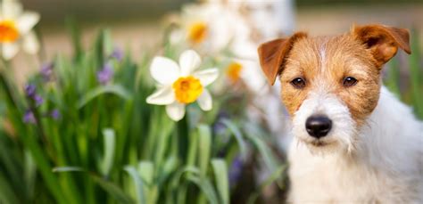 8 Beautiful but Poisonous Plants for Pets - The Geeky Gecko