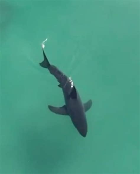 Surfer Mauled by Shark in South Australia - Surfer