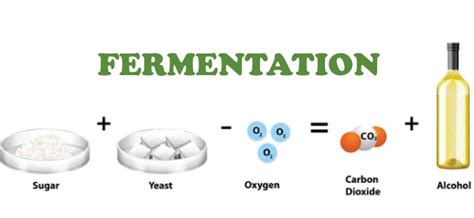 Fermentation Definition - JavaTpoint