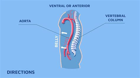 Directions Anatomy on Behance