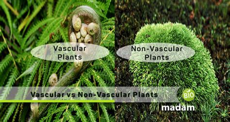 Difference between Vascular and Non-Vascular Plants - biomadam