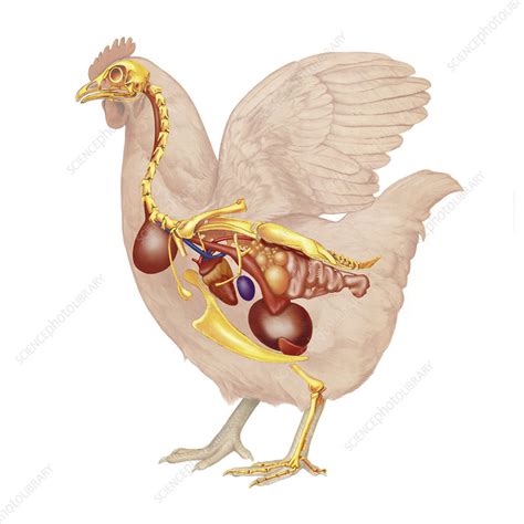 Hen anatomy, illustration - Stock Image - C052/3238 - Science Photo Library