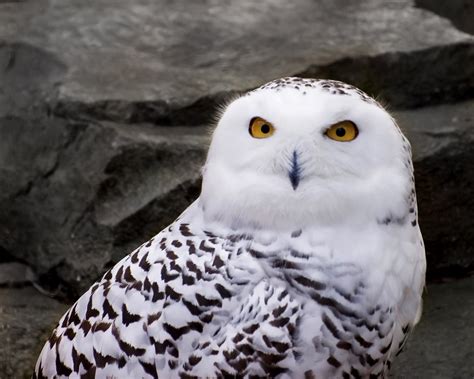 Flying Animal: The Snowy Owl