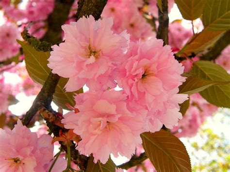 Kwanzan Cherry Blossom Tree - Beautiful, large, bright pink globes of ...