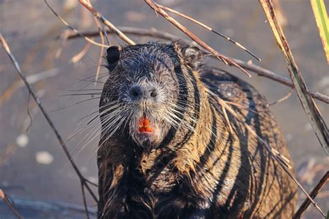 The large rodents are native to South America, and they've impacted ...