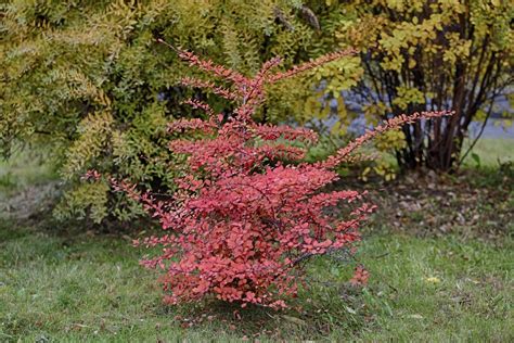 How to Prune Barberry Shrubs?