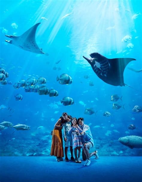 RWS Sea aquarium, Tickets & Vouchers, Local Attractions & Transport on ...