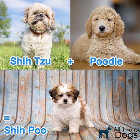 Shih Tzu Poodle Mix: Understanding the Charming Shih Poo