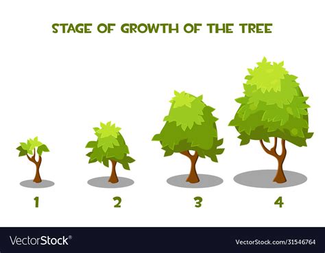 Cartoon tree growth stages Royalty Free Vector Image