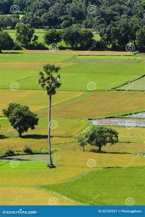 Paddy Rice Field in Southern Vietnam Stock Image - Image of country ...