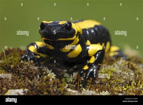 fire salamander Stock Photo - Alamy