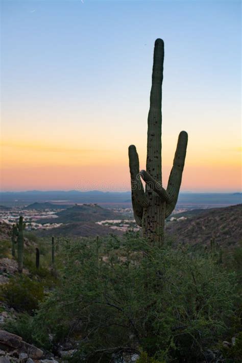 Saguaro cactus sunset stock photo. Image of arizona, sunrise - 3413908