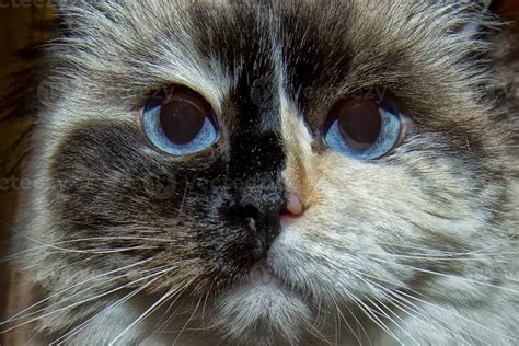 Ragdoll cat blue eyes 20178185 Stock Photo at Vecteezy