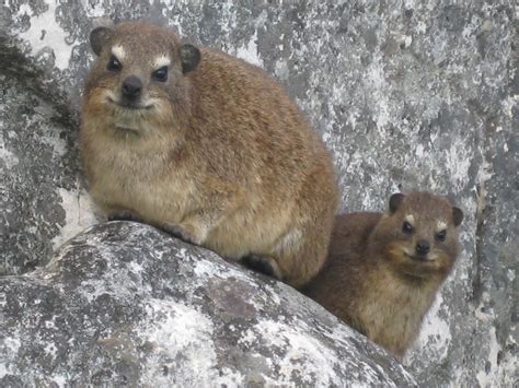 Table Mountain's most common mammal | Hike Table Mountain