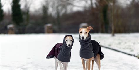 Whippet Coats and Booties | Voyagers K9 Apparel