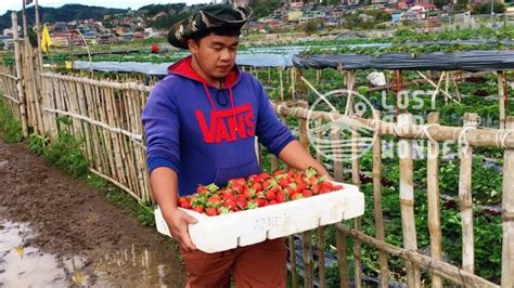 Strawberry Farm Baguio: Travel Guide - Lost and Wonder