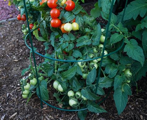 Tomato Plant Care | Plant Addicts