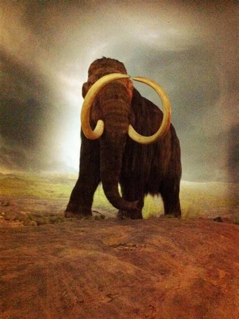 Woolly Mammoth Pictures - AZ Animals