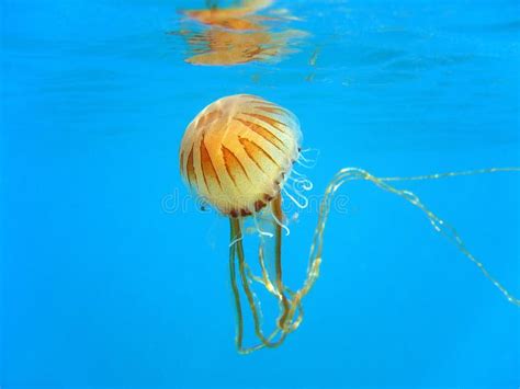 Jellyfish Chrysaora Hysoscella Stock Photo - Image of jelly, animal ...