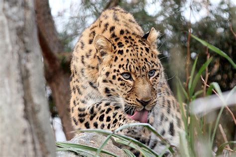 The Amur leopard is waiting for you at Zoo Leipzig!