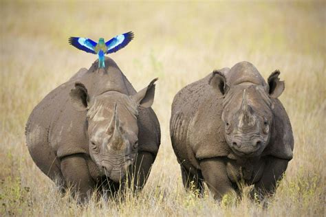 African black rhino populations are on the rise due to conservation ...