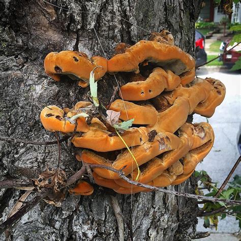 orange fungus on tree leaves - Justine Hancock