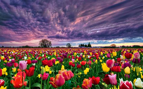 Tulips field hd wallpaper | 1280x800 | #32326