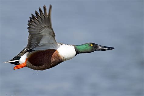 Anatidae | Taxonomy & Facts | Britannica