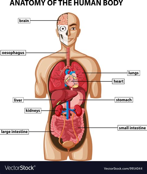 Diagram showing anatomy of human body with names Vector Image