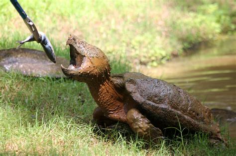 Alligator Snapping Turtle Facts and Pictures | Reptile Fact