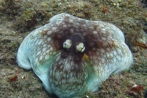 Explaining This Octopus' Amazing Camouflage Skills | Octopus ...