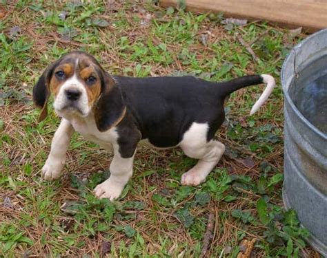 Treeing Walker Coonhound Pictures - AZ Animals