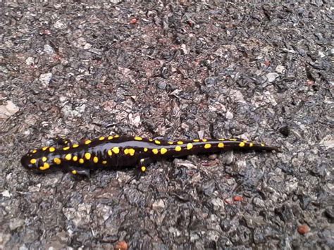 Spotted Salamander at Catchacoma Lake – Drew Monkman