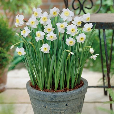 Narcissus Segovia (Jonquilla) Bulbs from Mr Fothergill's Seeds and Plants