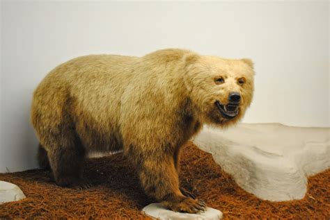 The Carpetbagger: Mammoth Cave Wildlife Museum