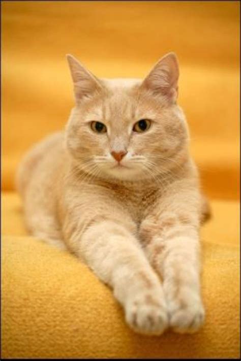 Cat Breeds Yellow - Pets Lovers